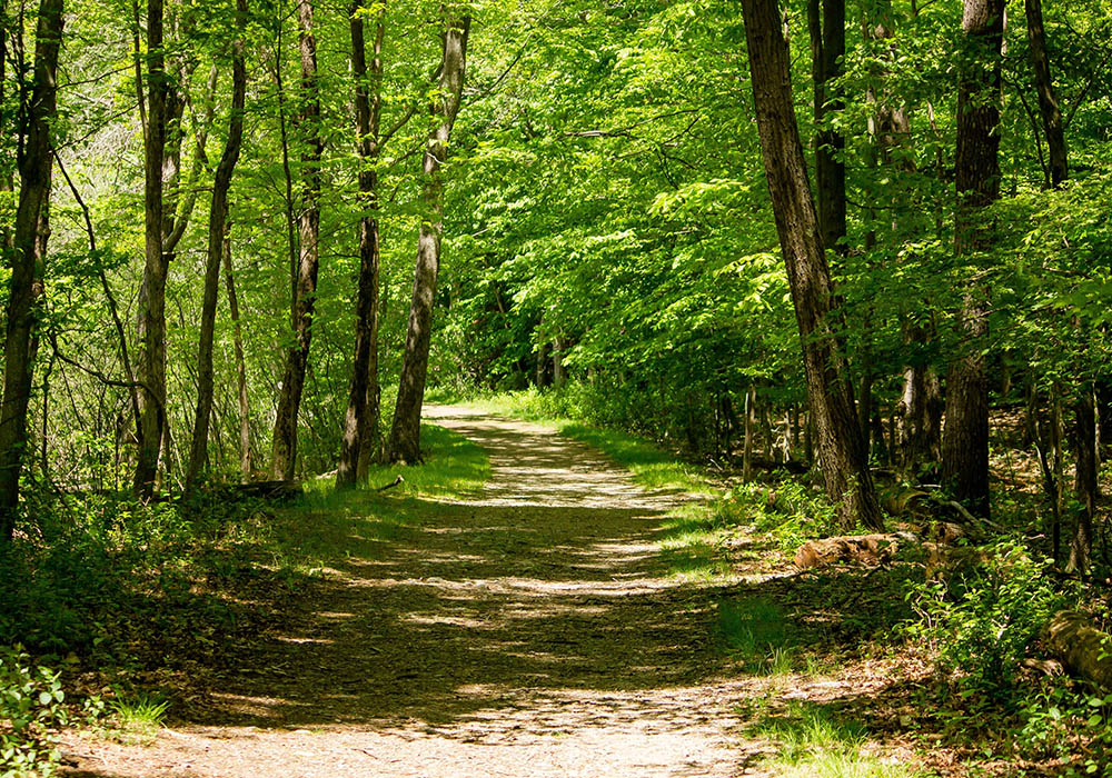 Skovbegravelse - skov